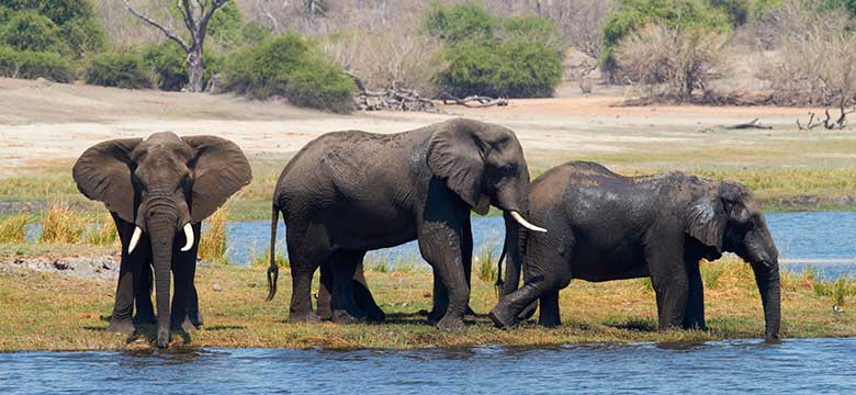 Chobe National Park